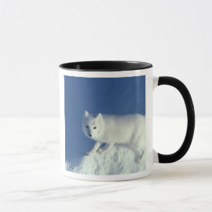 Taza Zorro ártico Alopex lagopus) Un zorro ártico