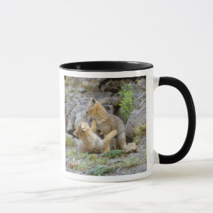 Taza Zorro gris sudamericano (Lycalopex griseus) pareja