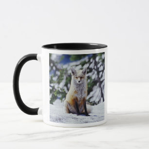 Taza Zorro rojo sentado en un banco de nieve, Vulpes, M