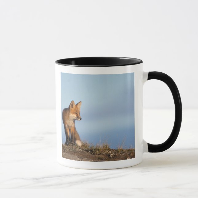 Taza zorro rojo, Vulpes vulpes (Derecha)
