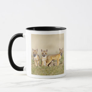 Taza Zorro veloz (Vulpes macrotis) joven en madriguera,