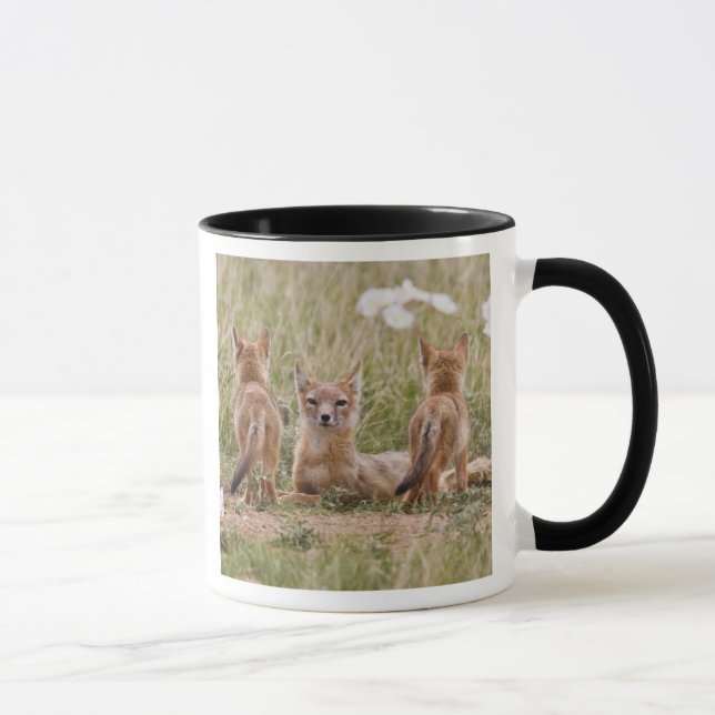 Taza Zorro veloz (Vulpes velox) hembra con crías en (Derecha)