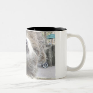 Tazas de la pereza