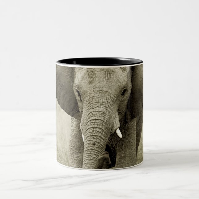 Tazas y tazas del elefante africano (Centro)
