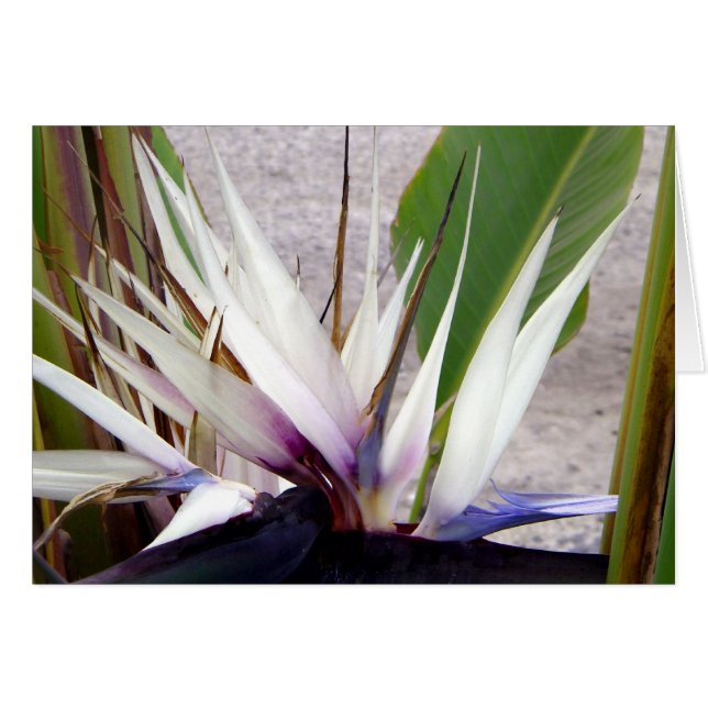 Te amo a ti (Anverso (Horizontal))