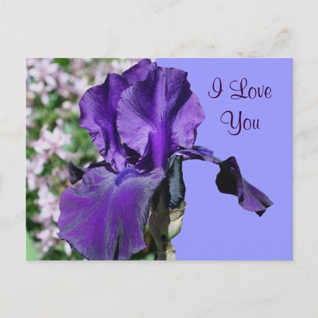 Te Amo Púrpura Iris Flower Postal (Anverso)