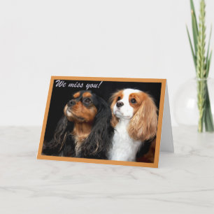 Te echamos de menos tarjeta Cavalier King Charles