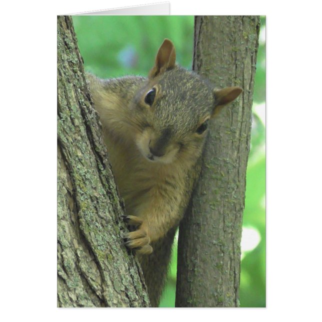 Te echo de menos la tarjeta fotográfica Squirrel (Frente)