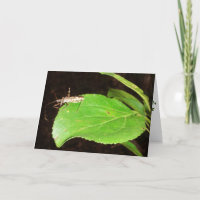 "Te Enteraste Que Atrapaste Un Bicho..." Tarjeta D