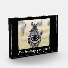 Te estoy buscando foto de Zebra con texto