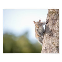 ¡Te estoy mirando! Impresiones fotográficas de ard