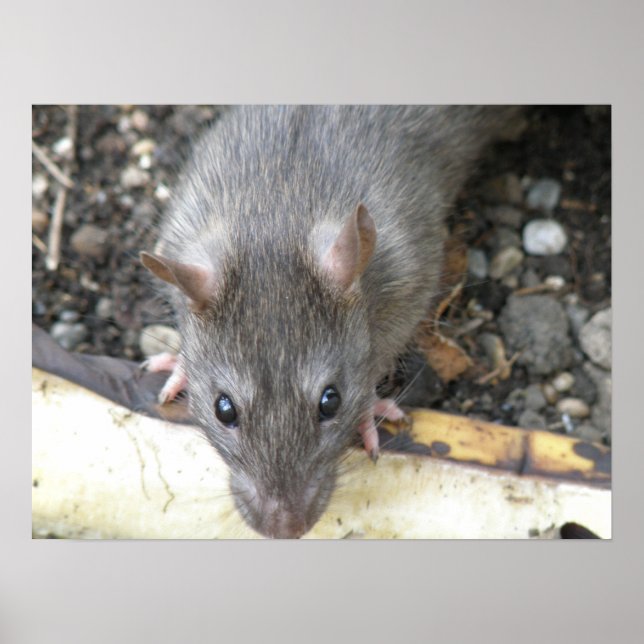 Te estoy viendo la impresión de Rat (Frente)