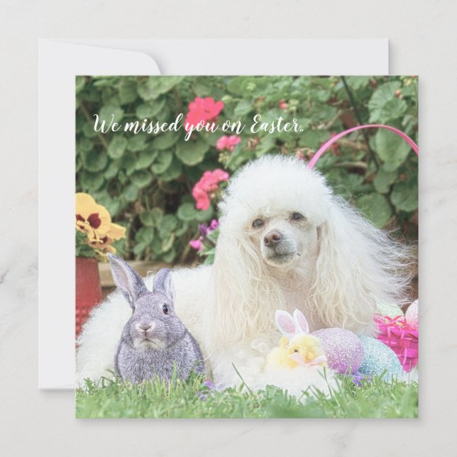 Te extraño en tarjeta plana de perro caniche de Pa (Anverso)