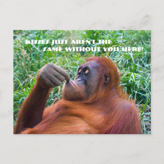 Te Extraño La Graciosa Postales De Orangutan