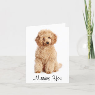 Te falta la tarjeta de perro pagina Apricot Poodle