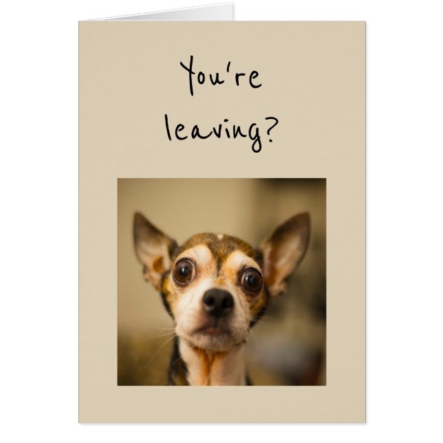 ¿Te vas? ¡Noooo! Divertido perro chihuahua (Frente)