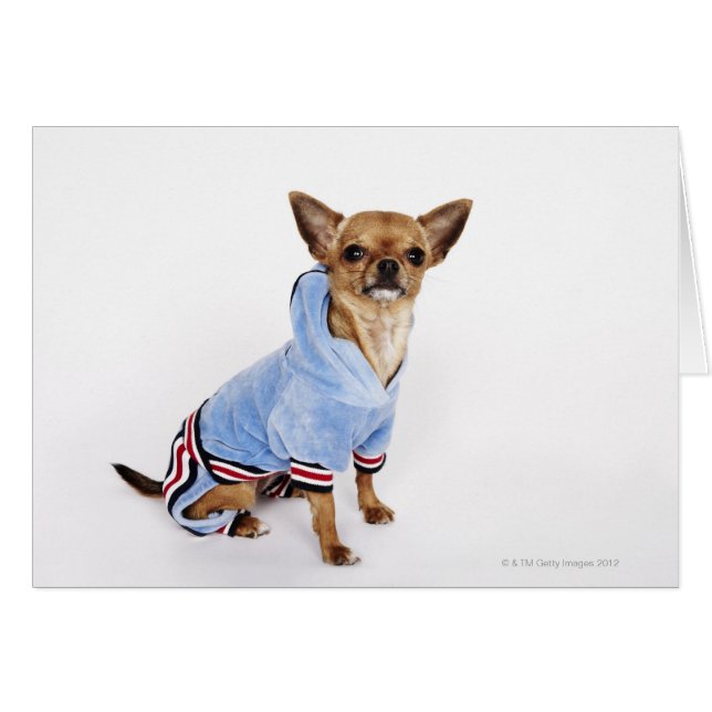 Teacup Chihuahua (Anverso (Horizontal))