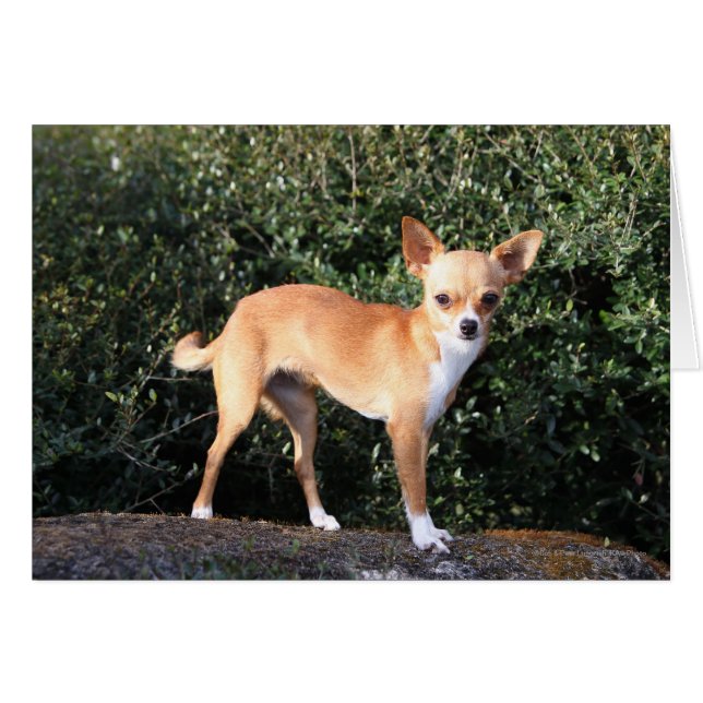 Teacup Chihuahua Puppy (Anverso (Horizontal))