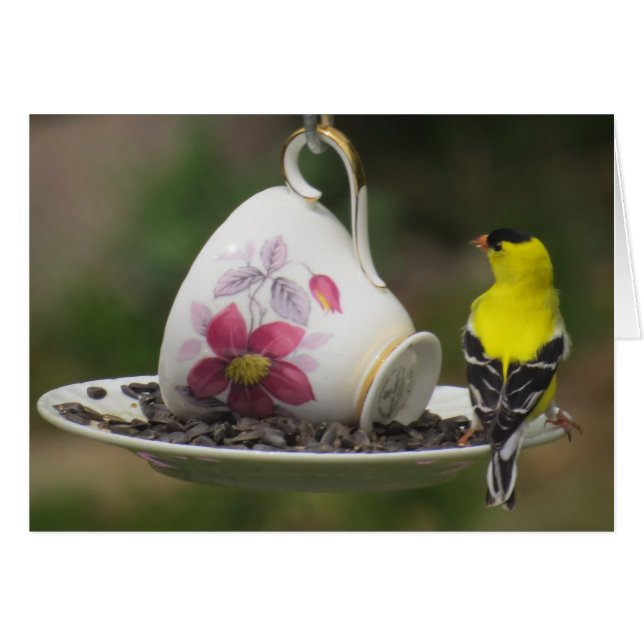 Teacup Finch (Anverso (Horizontal))