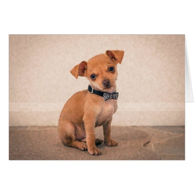 Teacup Puppy (Anverso (Horizontal))