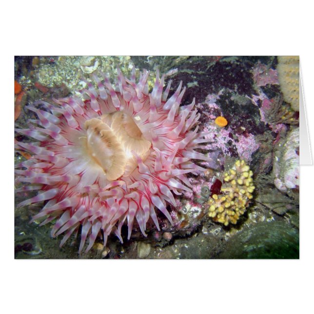 Tealia Anemone pintada (Anverso (Horizontal))