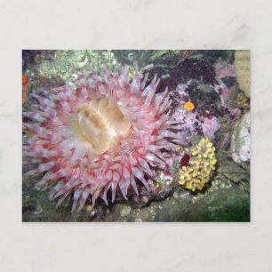 Tealia Anemone pintada - postal
