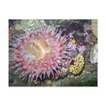 Tealia Anemone pintada - postal