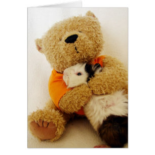 Teddy Abraza Un Cerdo De Guinea