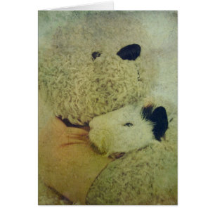 Teddy Abraza Un Cerdo De Guinea