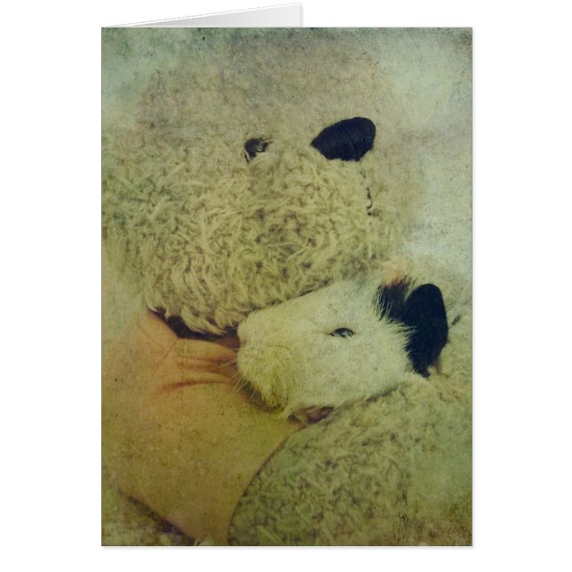 Teddy Abraza Un Cerdo De Guinea (Frente)