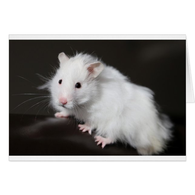 Teddy Bear Hamster (Anverso (Horizontal))