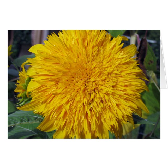 Teddy Bear Sunflower (Anverso (Horizontal))
