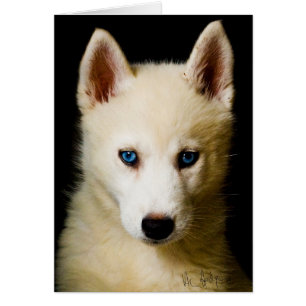 Tehya - husky siberiano