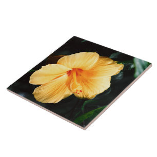 Teja amarilla de la flor del hibisco