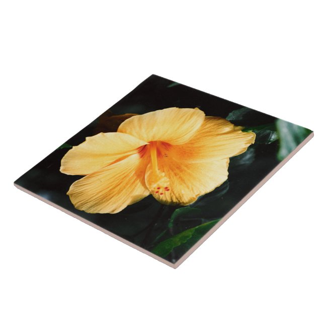 Teja amarilla de la flor del hibisco (Lado)