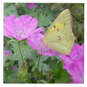 Teja amarilla de la mariposa