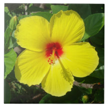 Teja amarilla del hibisco