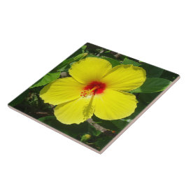 Teja amarilla del hibisco