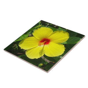 Teja amarilla del hibisco