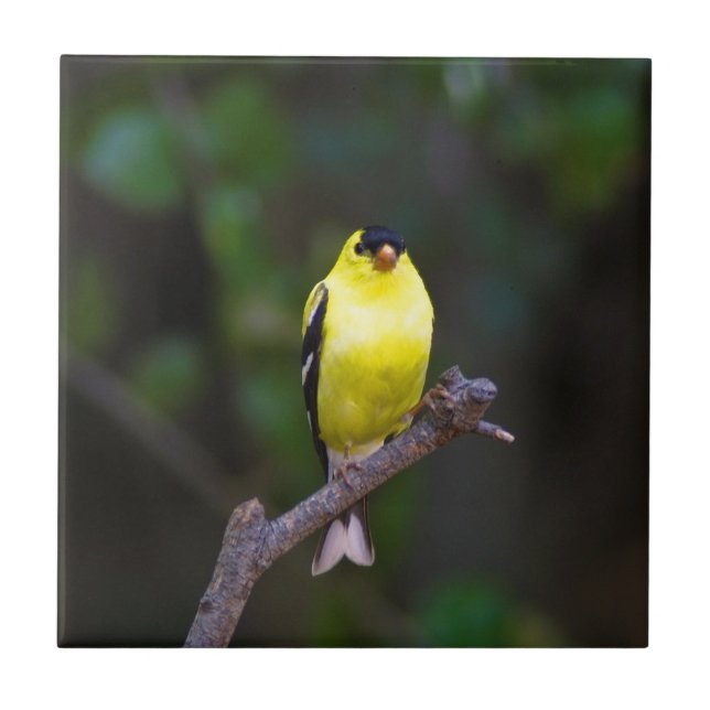 Teja americana del Goldfinch (Frente)