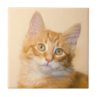 Teja anaranjada del gatito del tabby