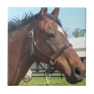 Teja árabe alerta del caballo