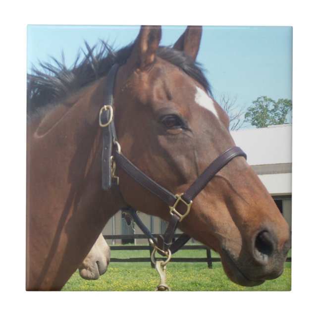 Teja árabe alerta del caballo (Frente)