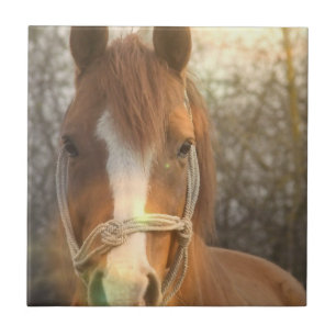 Teja árabe del caballo de la castaña