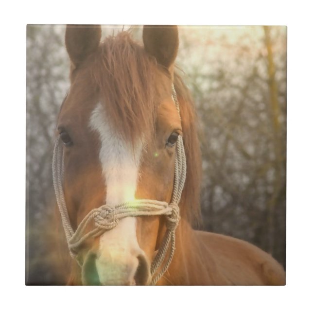 Teja árabe del caballo de la castaña (Frente)