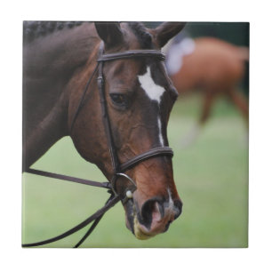 Teja árabe linda del caballo