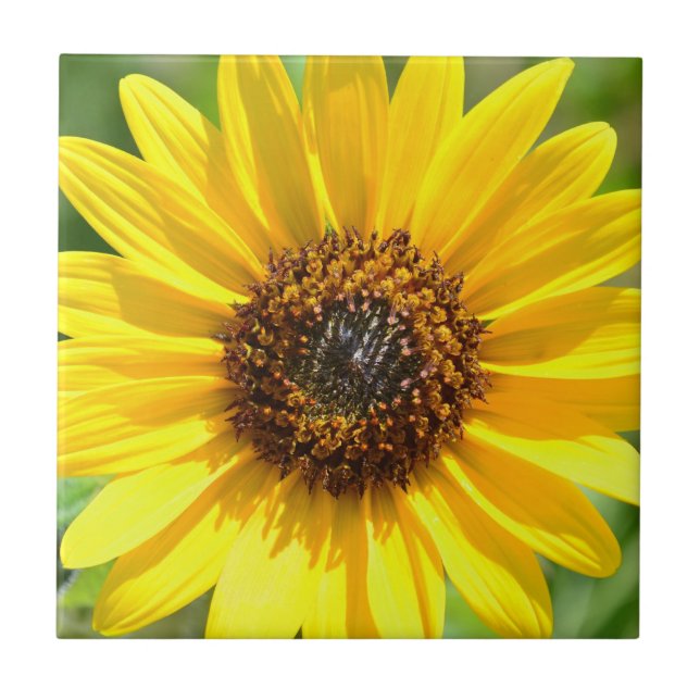 Teja ascendente cercana del girasol (Frente)