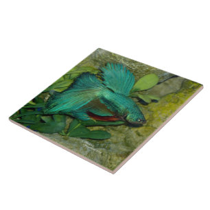 Teja azul de los pescados de Betta