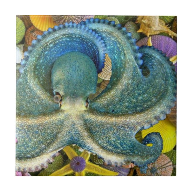 Teja azul grande del pulpo (Frente)