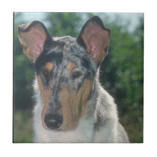 Teja azul lisa del collie de Merle
